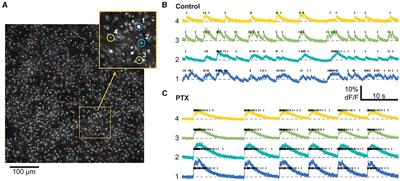 Criticality and universality in neuronal cultures during “up” and “down” states